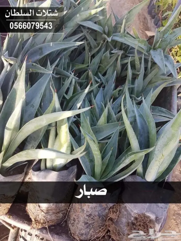 شتلات السلطان - تبدأ من 1.50 ريال . 32