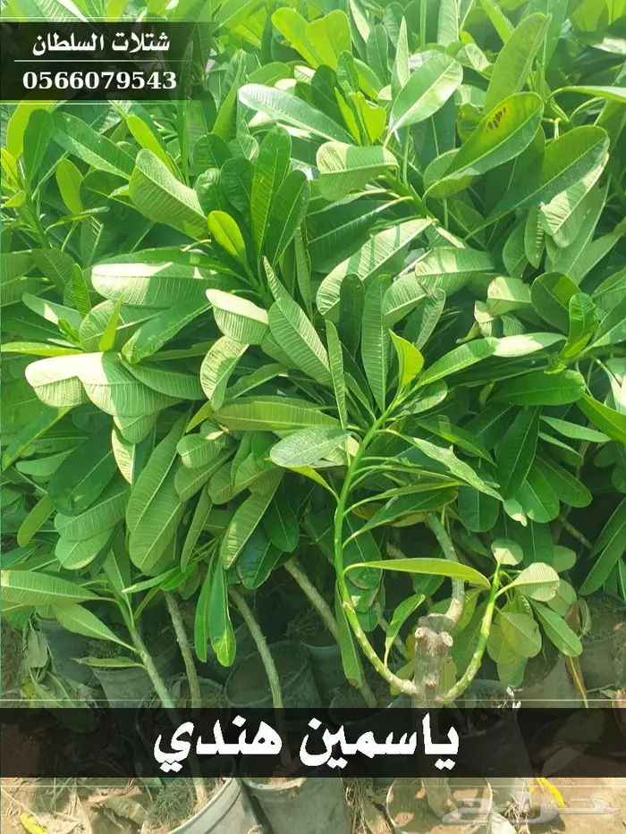 شتلات السلطان - تبدأ من 1.50 ريال . 33