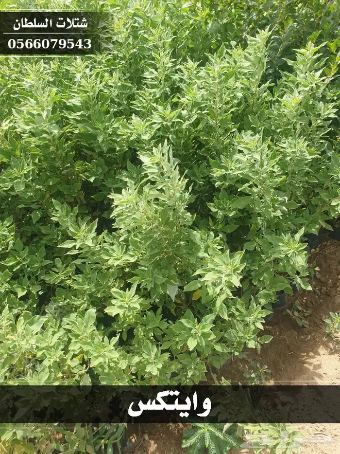 شتلات السلطان - تبدأ من 1.50 ريال . 42
