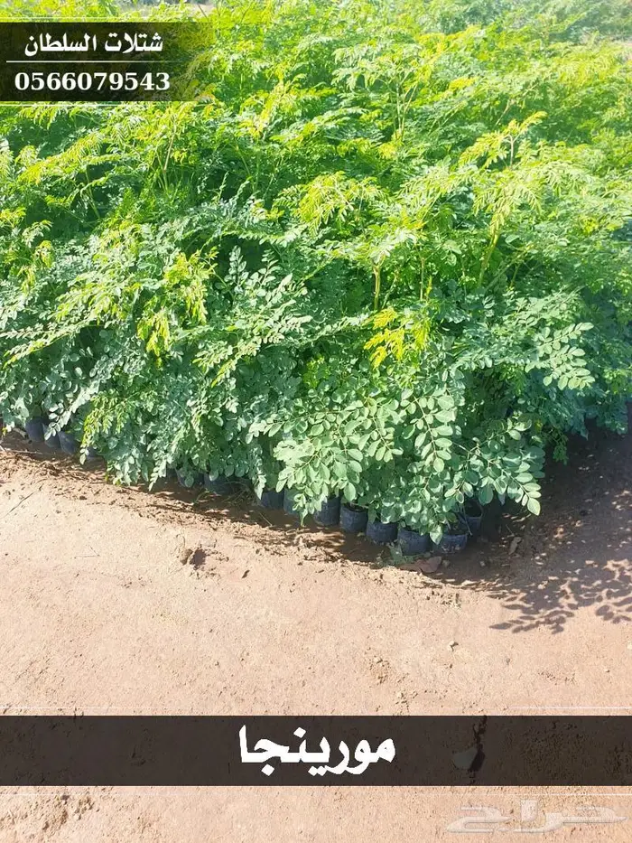 شتلات السلطان - تبدأ من 1.50 ريال . 40