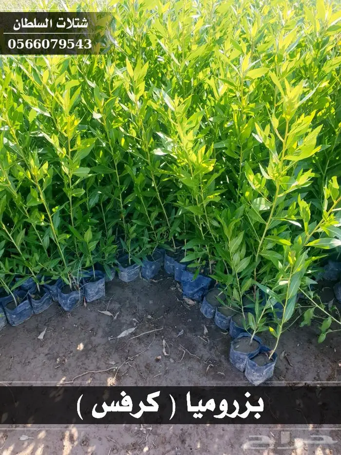 شتلات السلطان - تبدأ من 1.50 ريال . 41