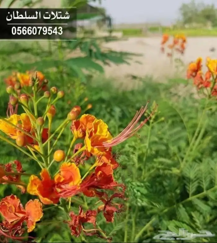 شتلات السلطان - تبدأ من 1.50 ريال . 38