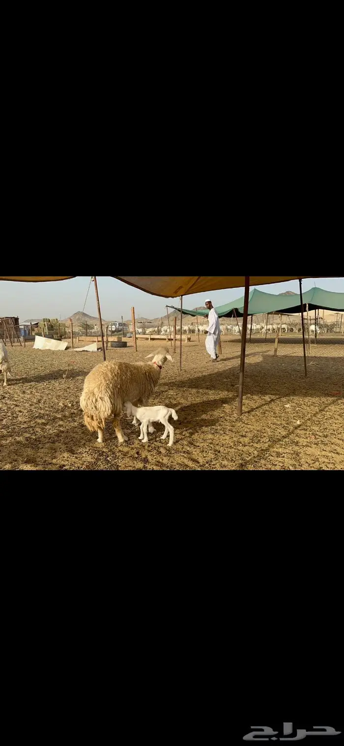 غنم حريات حرش صنف 0