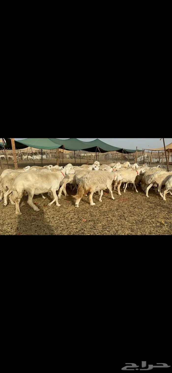 غنم حريات حرش صنف 2