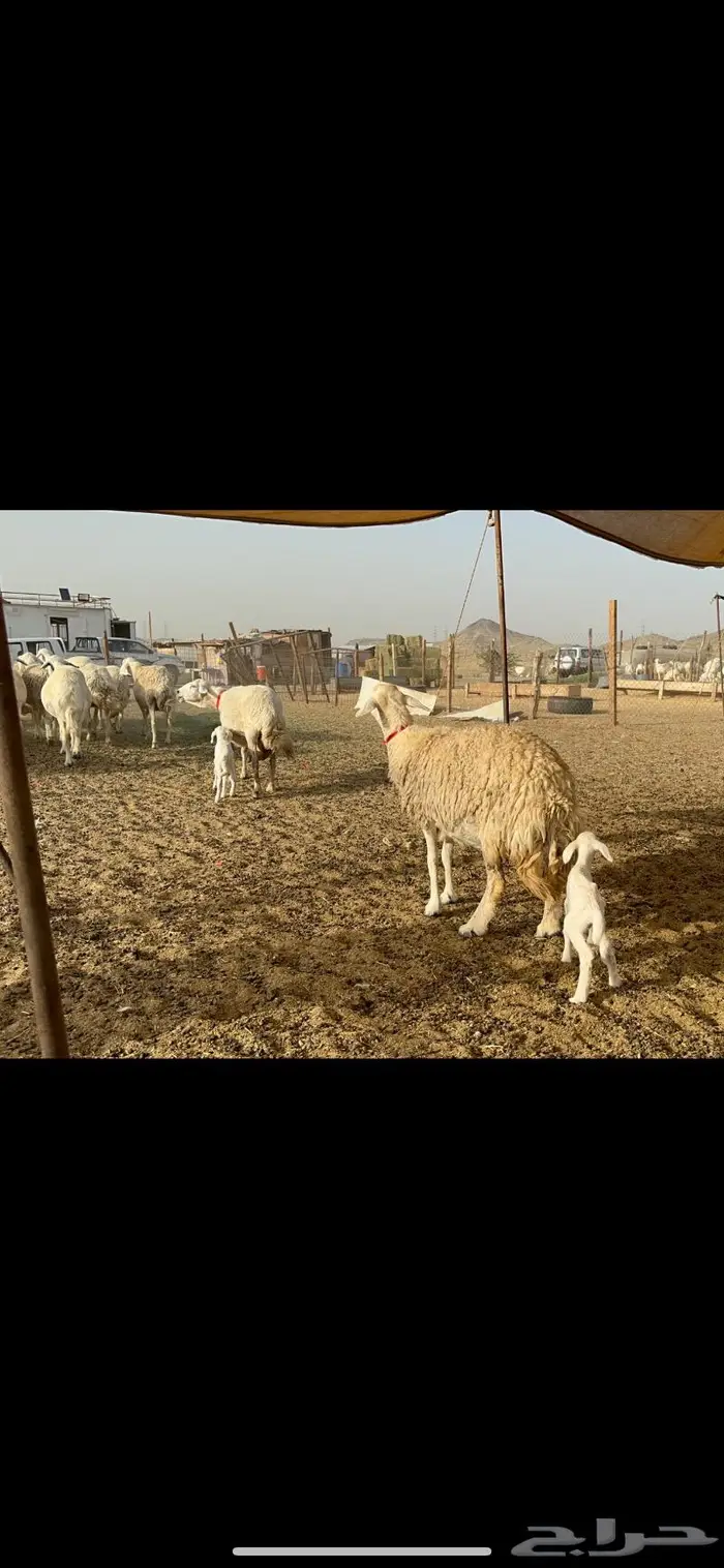 غنم حريات حرش صنف 4