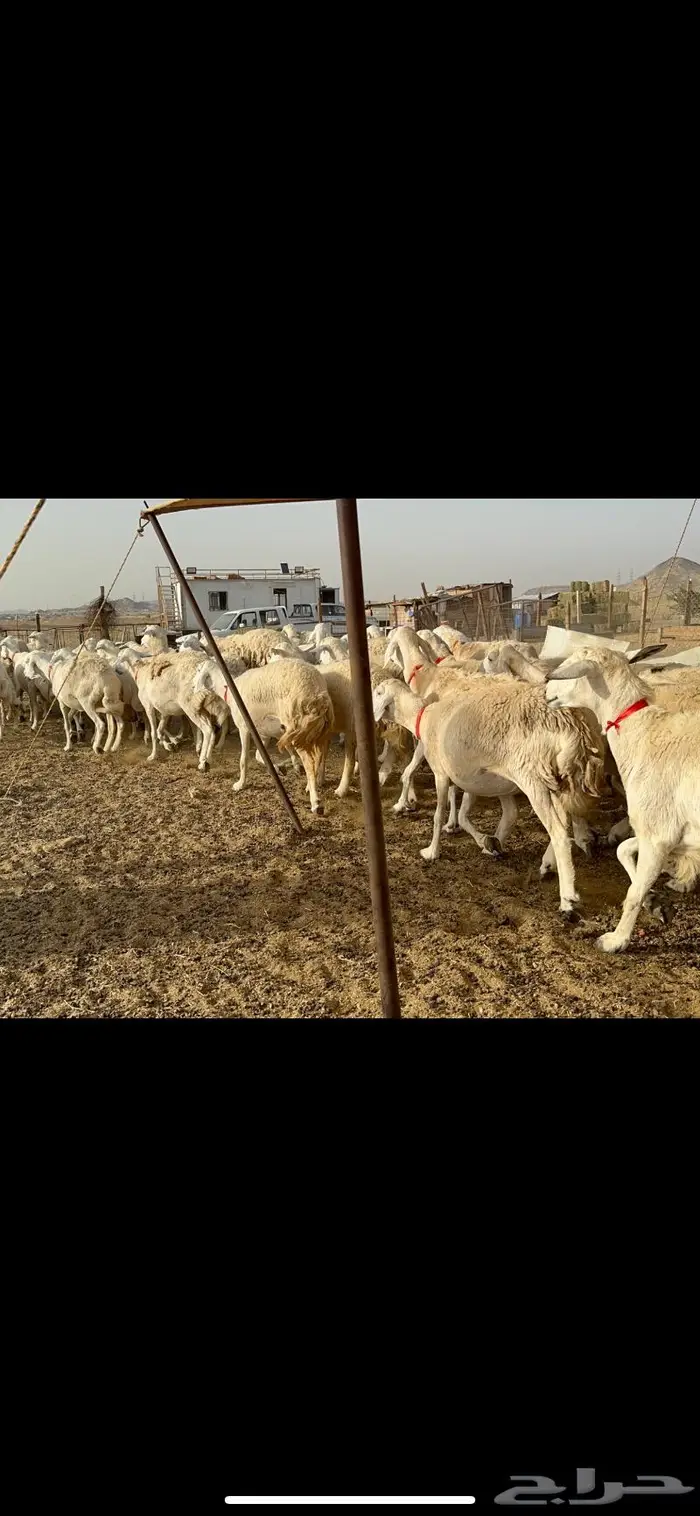 غنم حريات حرش صنف 5