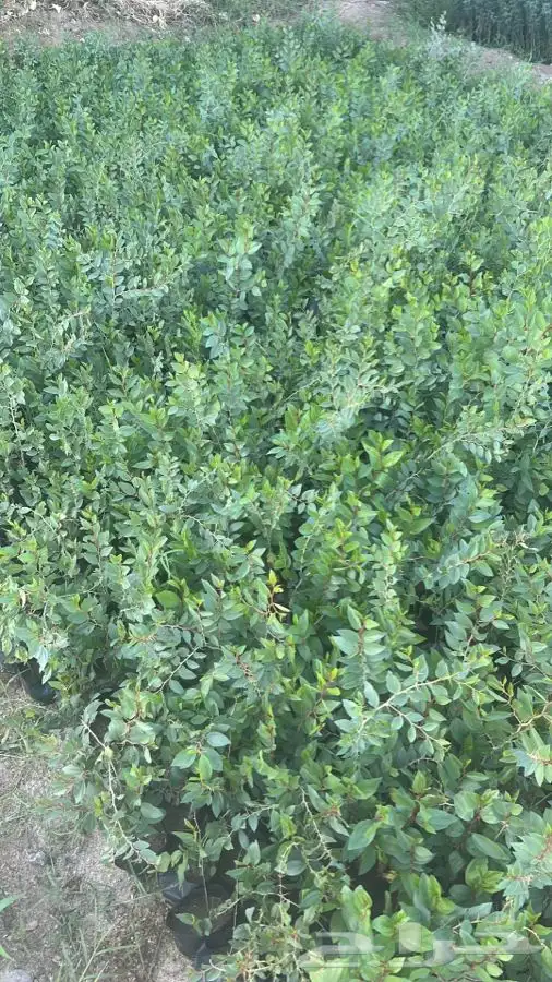 شتلات بريه سمر سلم قرض 1