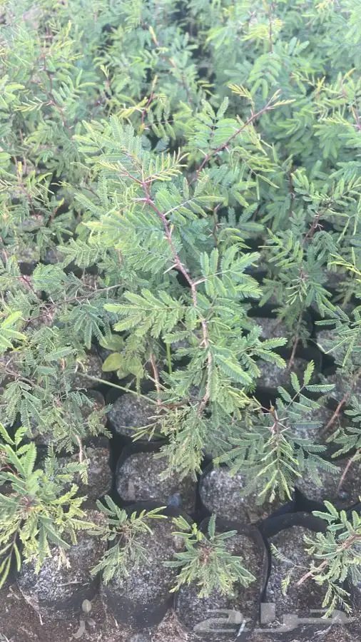 شتلات بريه سمر سلم قرض 2