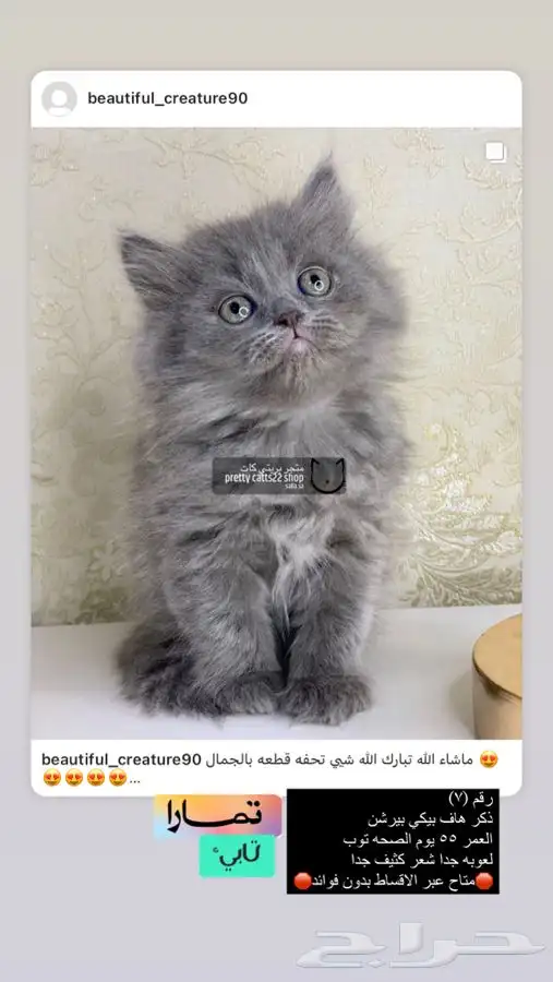 قطه قطوه قطو قطط قط شيرازي مون فيس بيكي فيس سكوتش 2