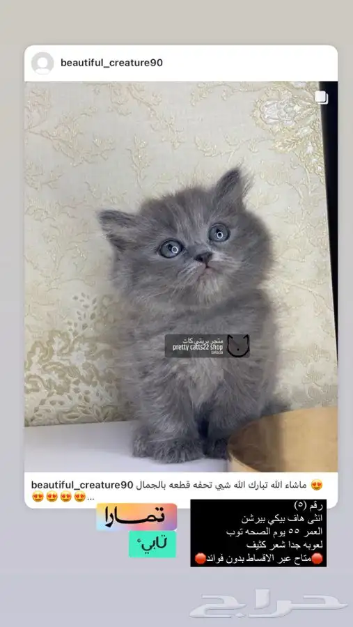 قطه قطوه قطو قطط قط شيرازي مون فيس بيكي فيس سكوتش 1