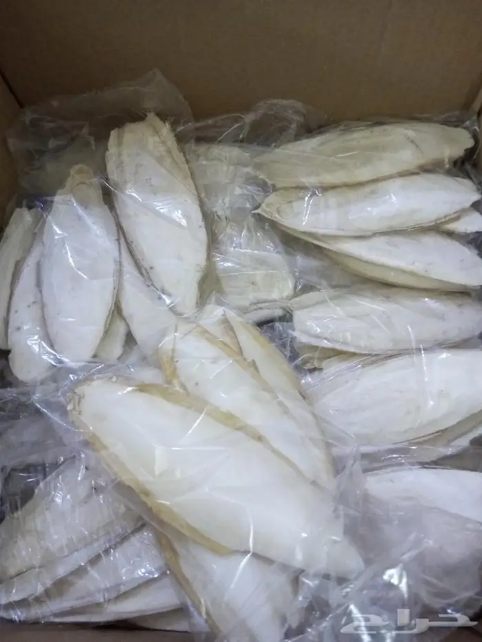 عظم حبار كالسيوم 4