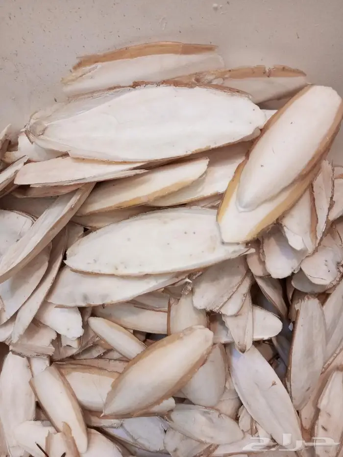 عظم حبار كالسيوم 1