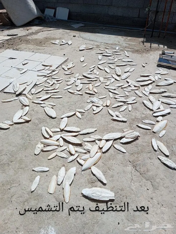 عظم حبار كالسيوم 2