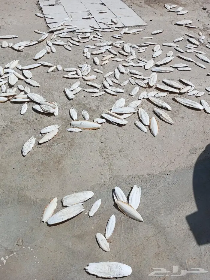 عظم حبار كالسيوم 3