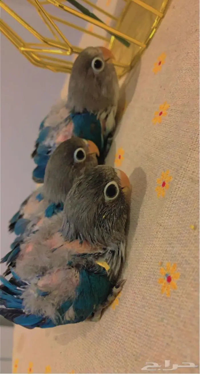 ( تم البيع ) فروخ روز وفيشر ازرق القريات 5