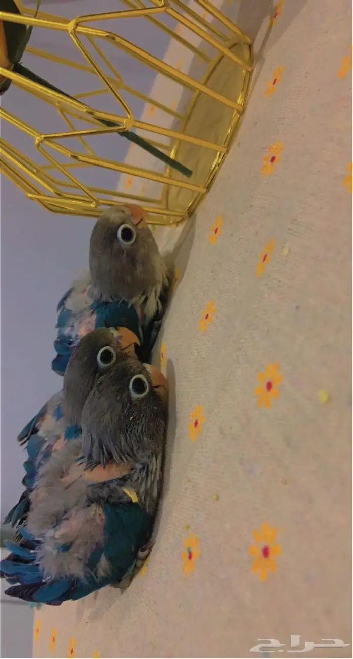 ( تم البيع ) فروخ روز وفيشر ازرق القريات 6