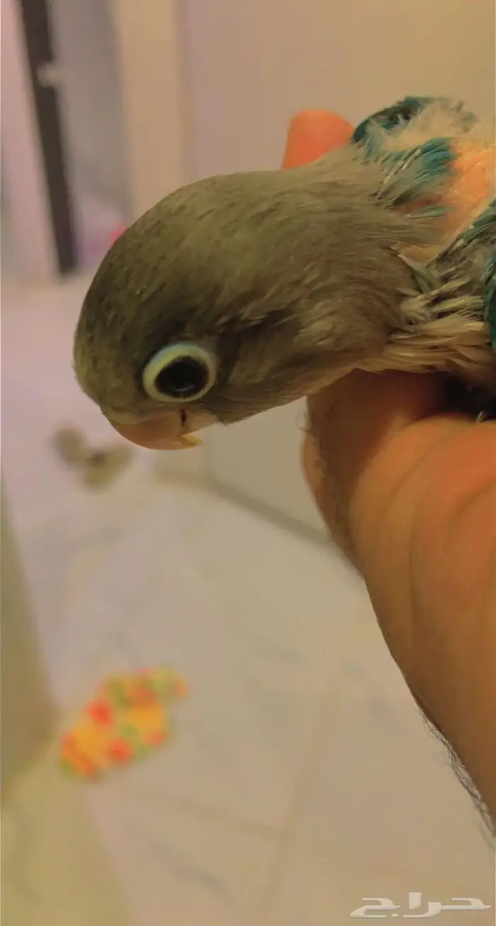 ( تم البيع ) فروخ روز وفيشر ازرق القريات 4