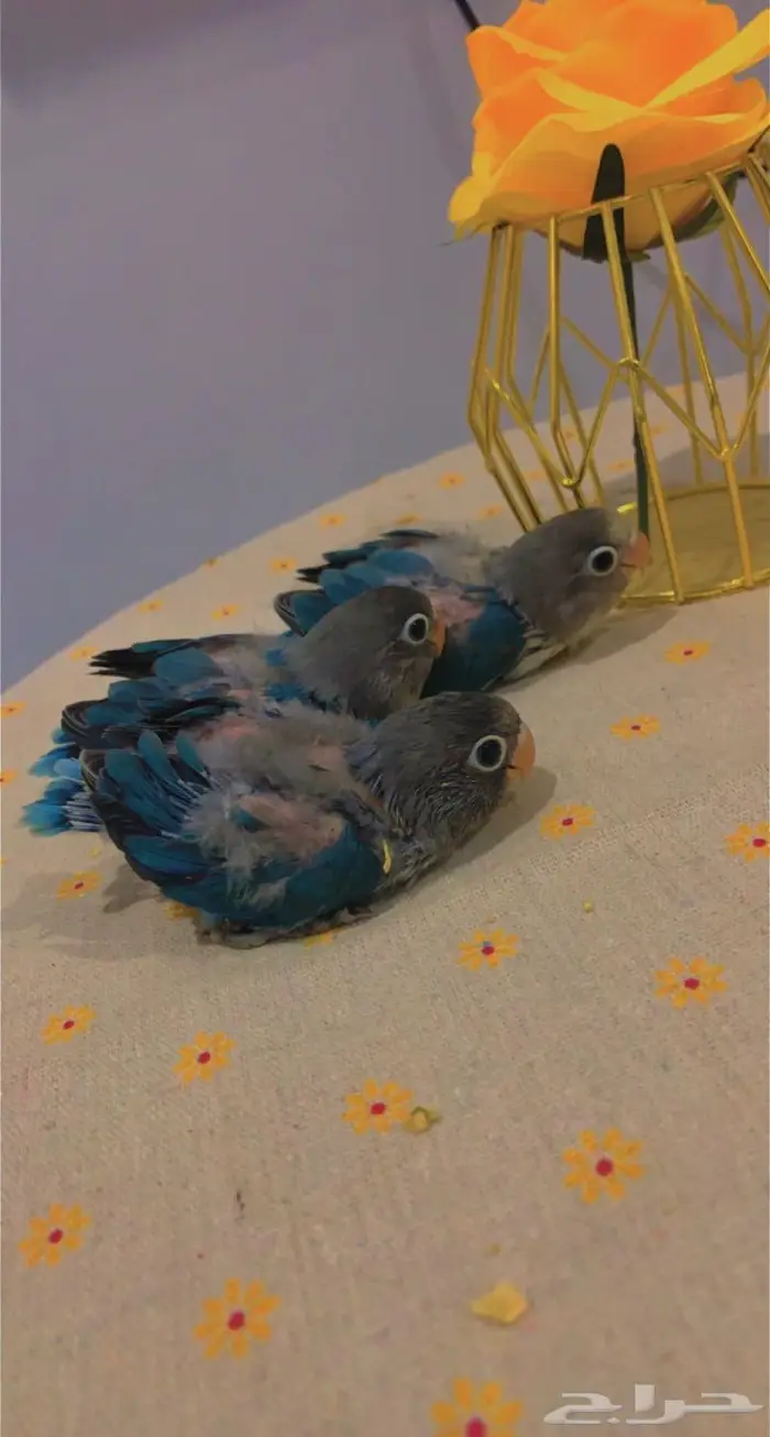 ( تم البيع ) فروخ روز وفيشر ازرق القريات 2