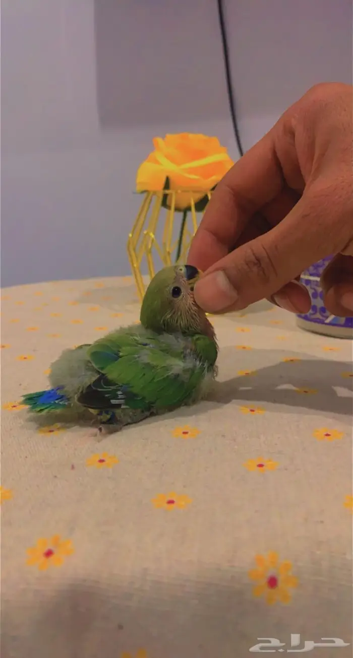 ( تم البيع ) فروخ روز وفيشر ازرق القريات 3