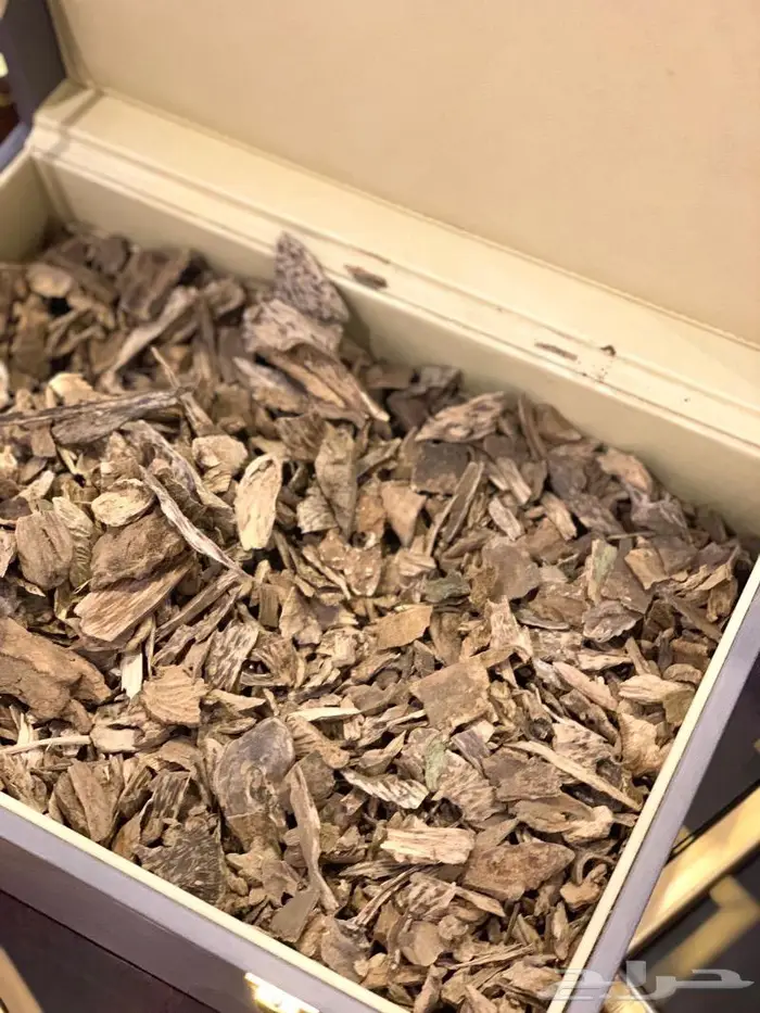 عود سيلاني غابات ادم سوبر فخم جدا 2