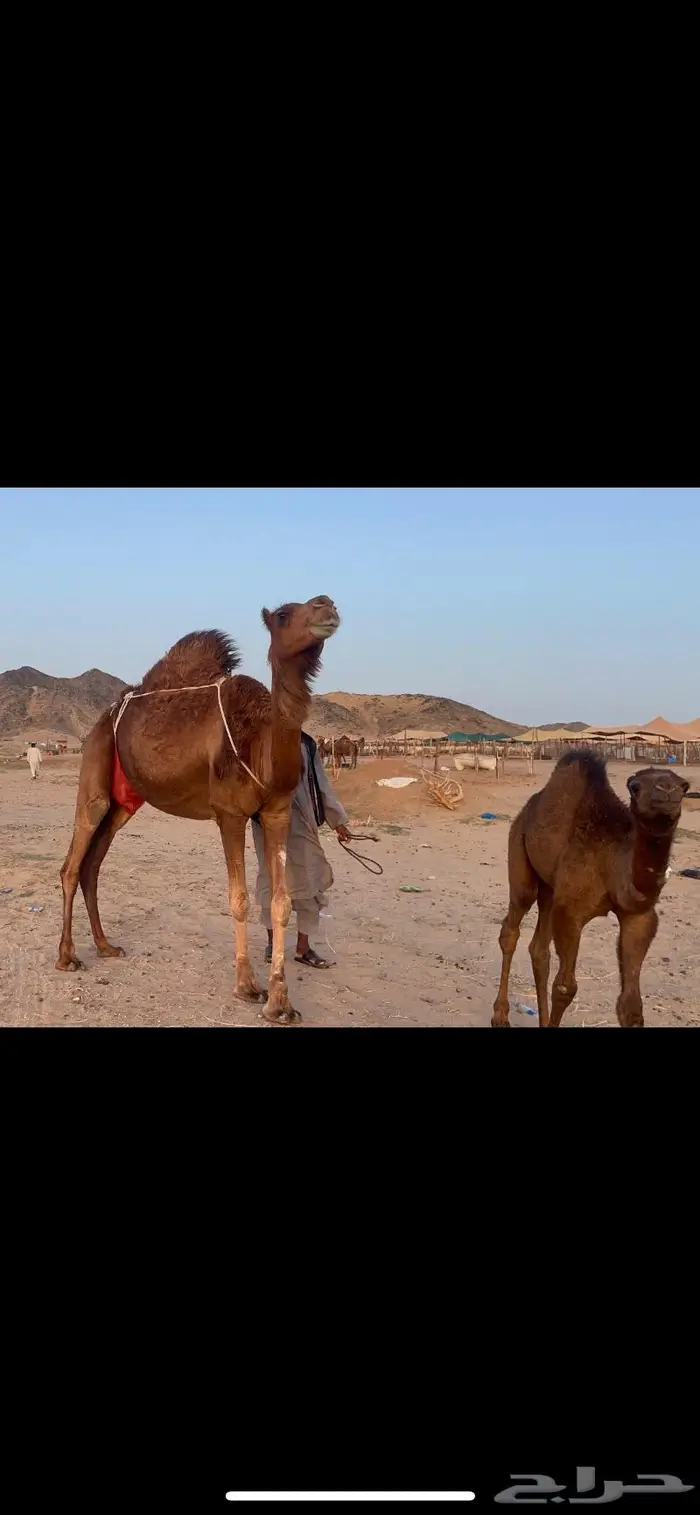ناقه خلفه حمراء هاديه منيحه كفو 1