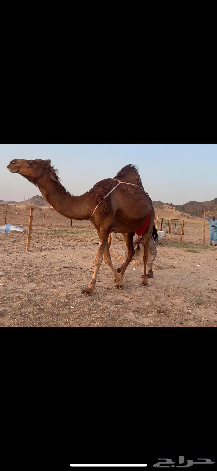 ناقه خلفه حمراء هاديه منيحه كفو 3