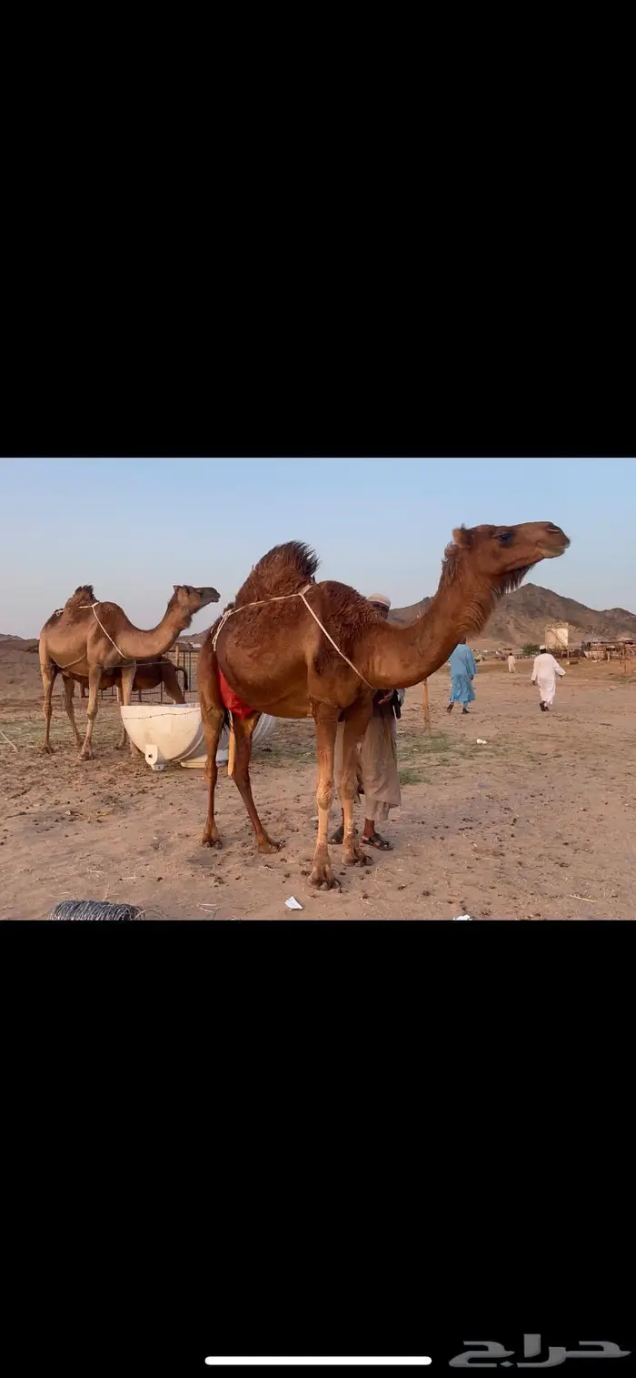 ناقه خلفه حمراء هاديه منيحه كفو 4