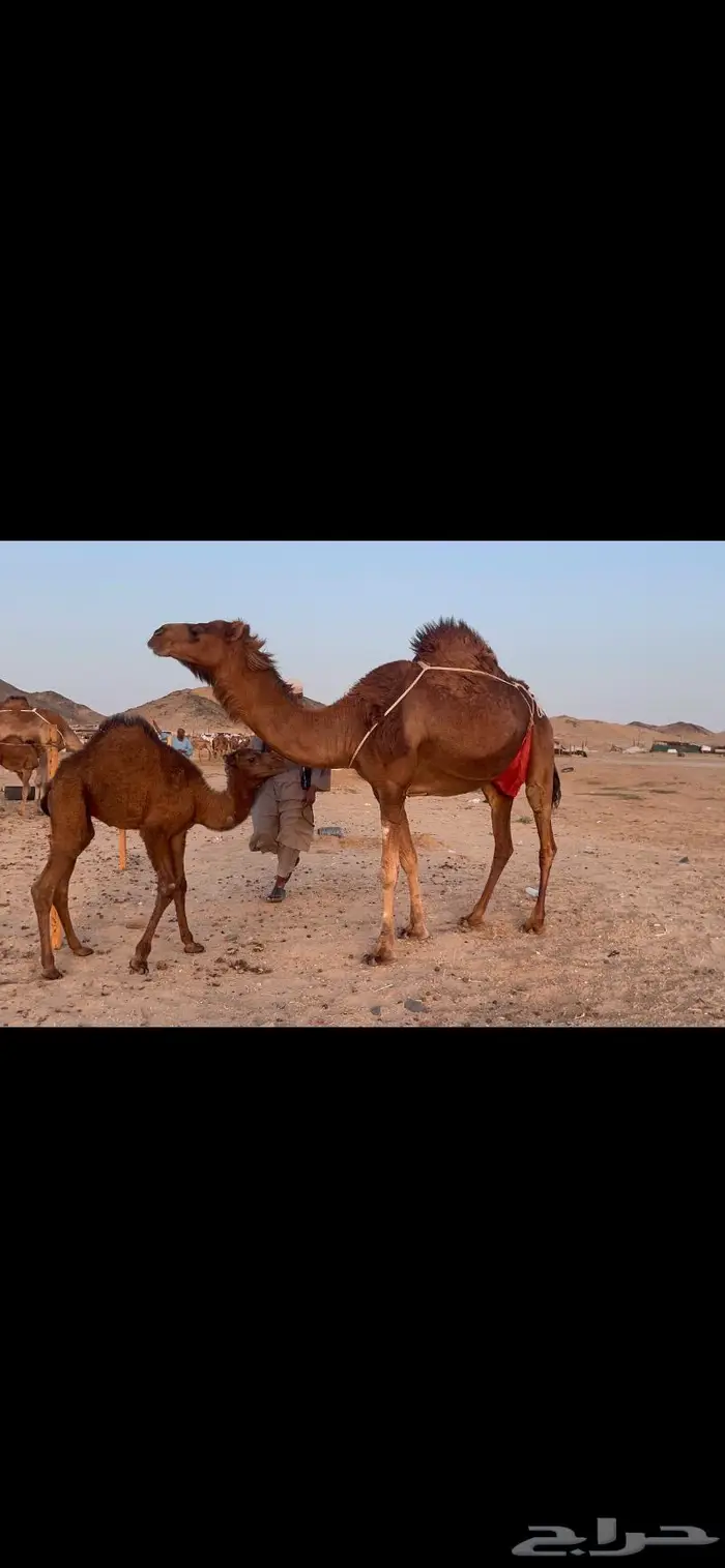 ناقه خلفه حمراء هاديه منيحه كفو 6