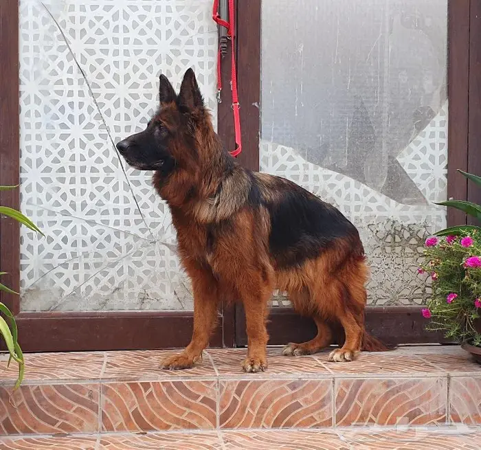 جيرمن شيبرد ذكور ونثيات يصلحون للانتاج ومستويات قوية وبيوور 15