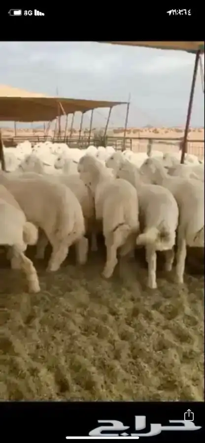 ذبايح ذبيحه حري سواكني تيوس 0