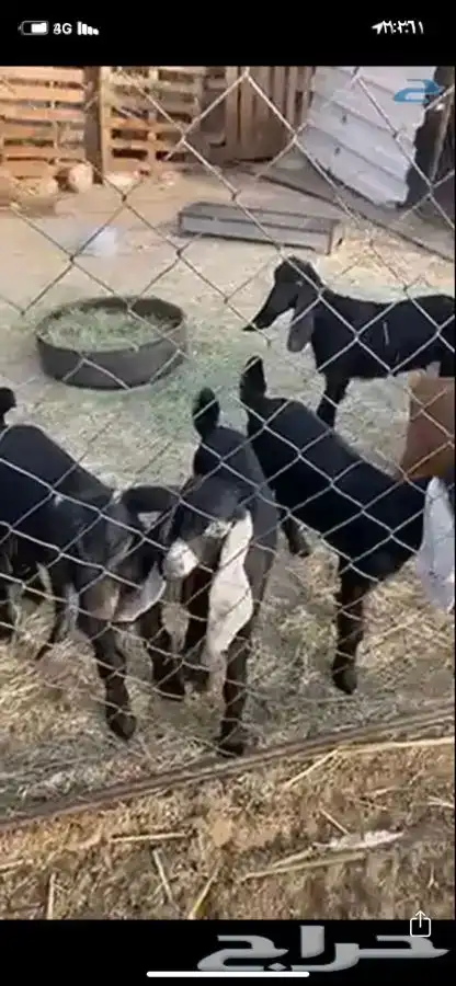 ذبايح ذبيحه حري سواكني تيوس 2