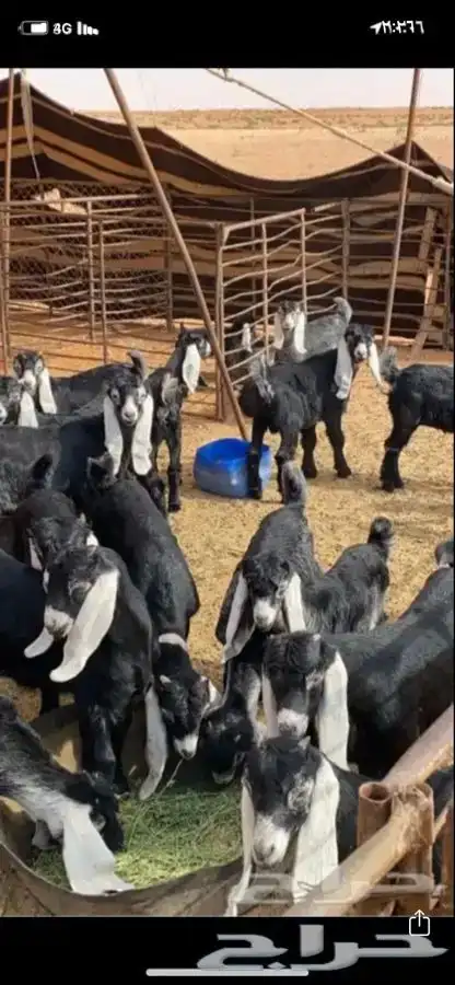 ذبايح ذبيحه حري سواكني تيوس 4
