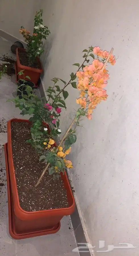 احواض زرع مراكن جوده عليه بضمان 39