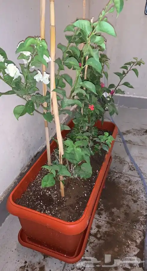 احواض زرع مراكن جوده عليه بضمان 36