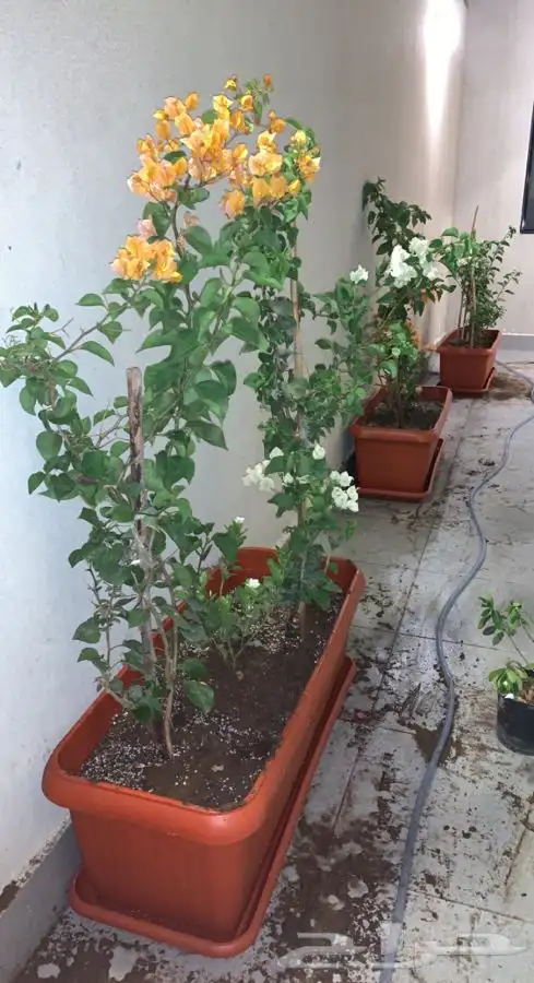 احواض زرع مراكن جوده عليه بضمان 37
