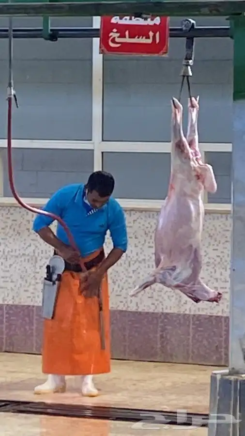 ذبايح ذبيحه حري سواكني تيوس 5