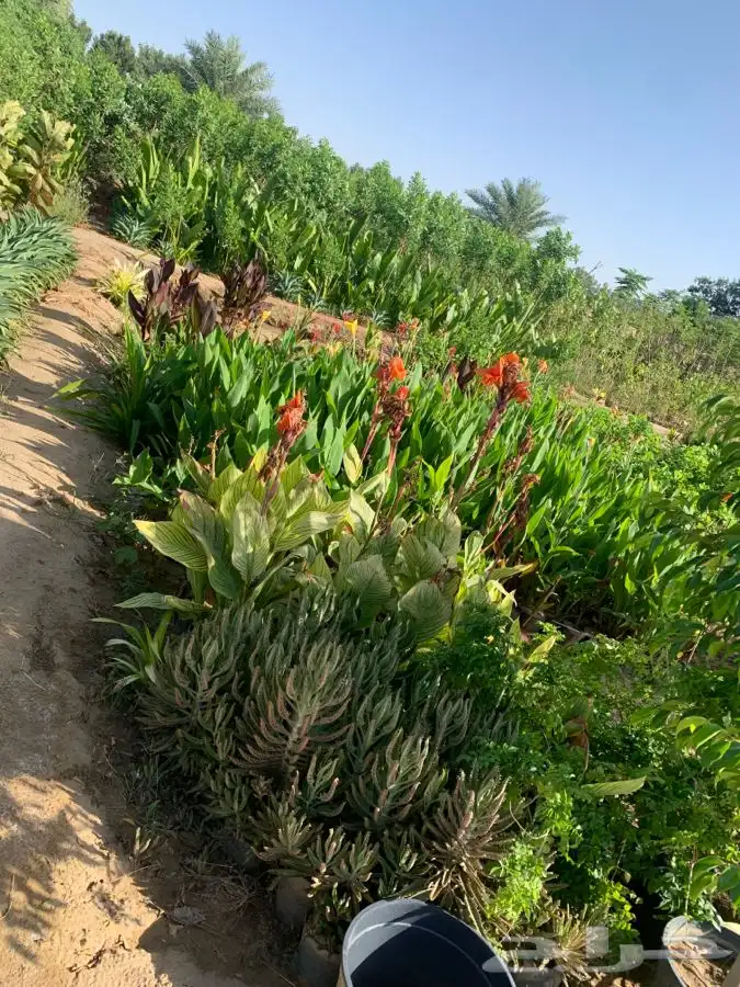 احواض زرع مراكن جوده عليه بضمان 26