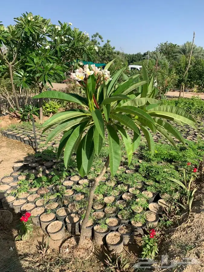 احواض زرع مراكن جوده عليه بضمان 23