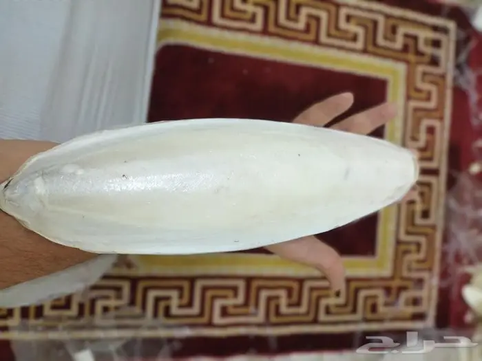 متوفر حبار حجم ضخم للبغاوات والطيور الكبيره 1