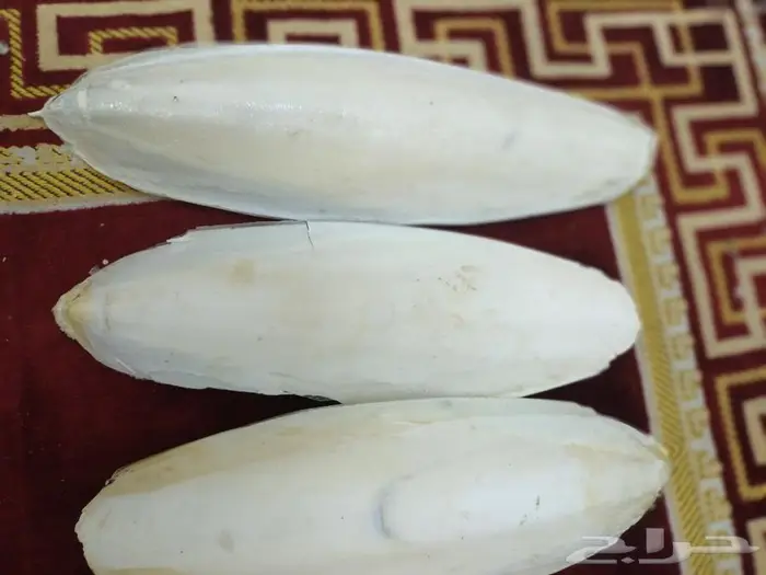 متوفر حبار حجم ضخم للبغاوات والطيور الكبيره 0