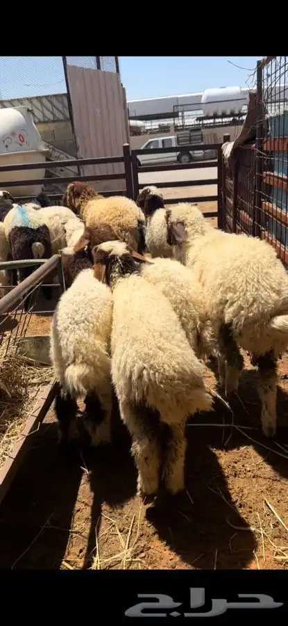 ذبايح بريه نعيمي نجدي حري تيوس ذبح توصيل 3