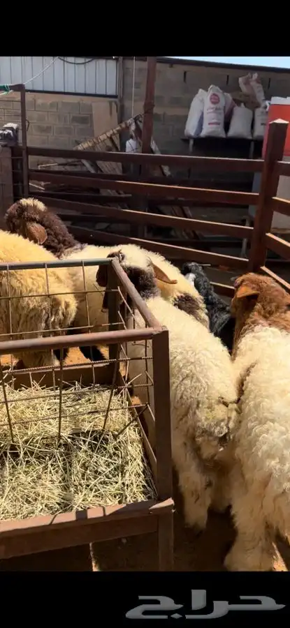 ذبايح بريه نعيمي نجدي حري تيوس ذبح توصيل 4