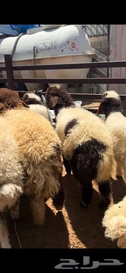 ذبايح بريه نعيمي نجدي حري تيوس ذبح توصيل 6