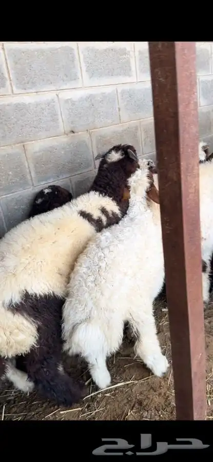 ذبايح بريه نعيمي نجدي حري تيوس ذبح توصيل 20