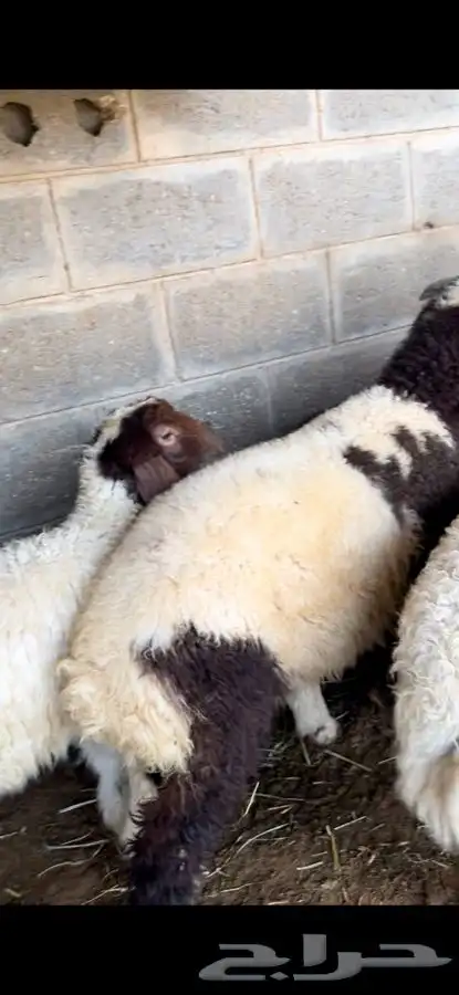 ذبايح بريه نعيمي نجدي حري تيوس ذبح توصيل 21