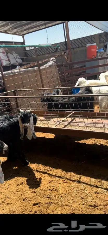ذبايح بريه نعيمي نجدي حري تيوس ذبح توصيل 27