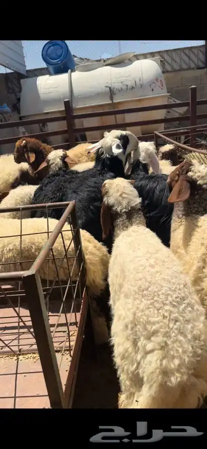 ذبايح بريه نعيمي نجدي حري تيوس ذبح توصيل 25