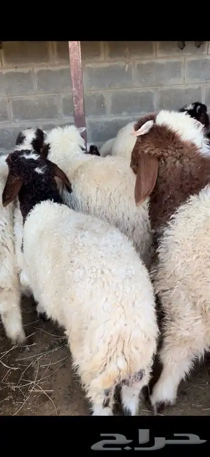 ذبايح بريه نعيمي نجدي حري تيوس ذبح توصيل 15