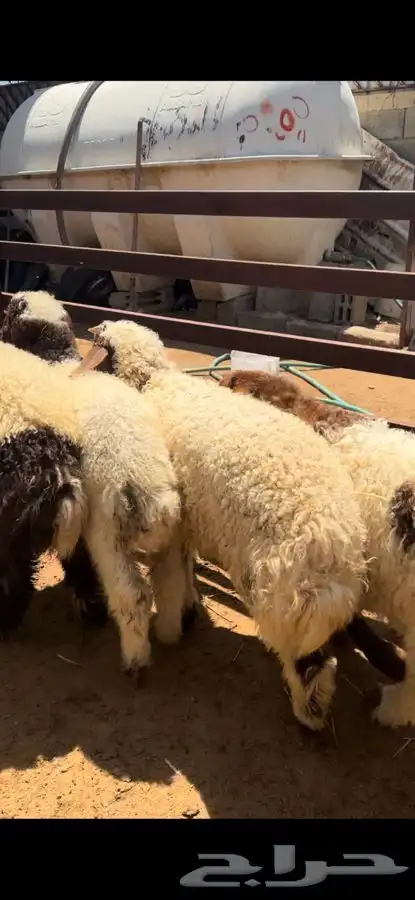 ذبايح بريه نعيمي نجدي حري تيوس ذبح توصيل 5