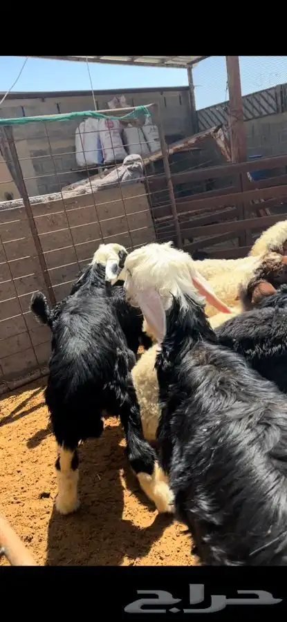 ذبايح بريه نعيمي نجدي حري تيوس ذبح توصيل 33
